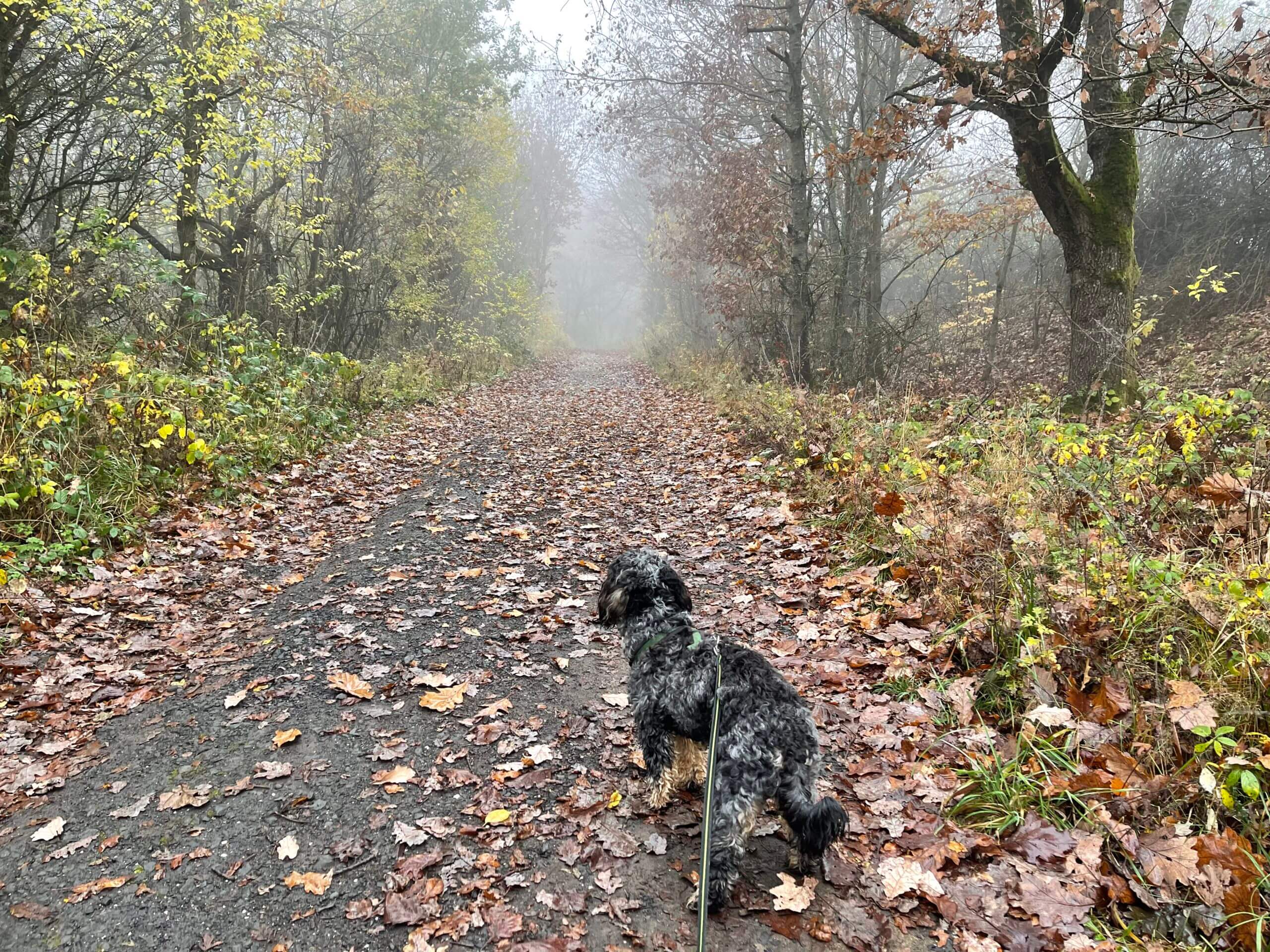 Spaziergang durch einen Laubwald im Herbst