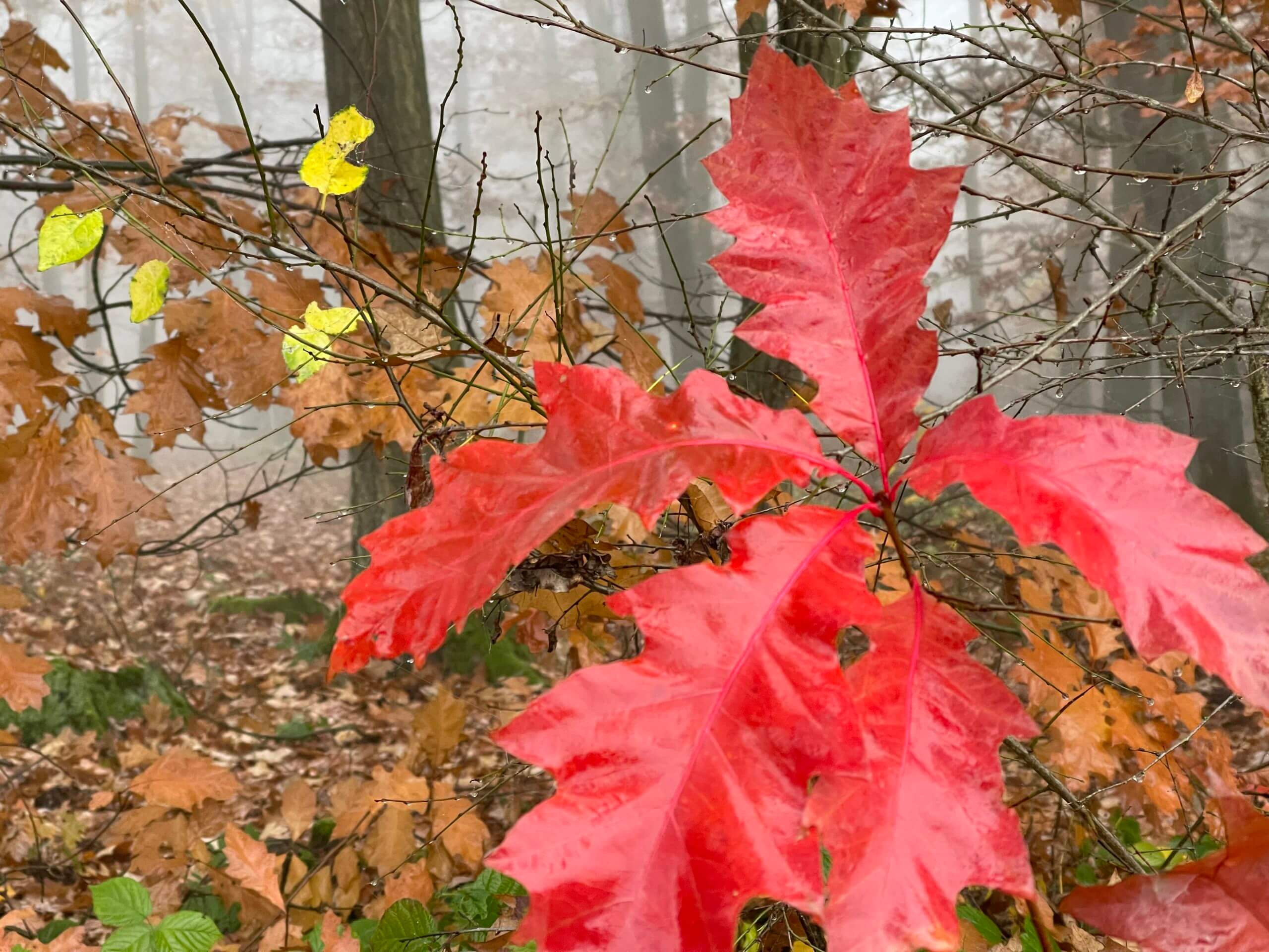 rotes Ahornblatt im nebligen Herbstwald