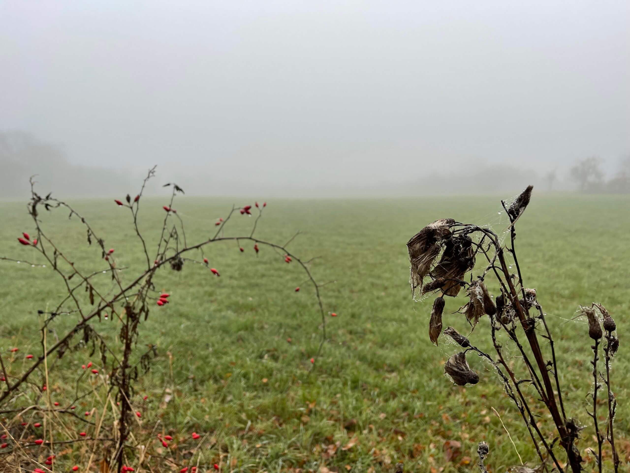 Nieselregen und Nebel am Feldrand