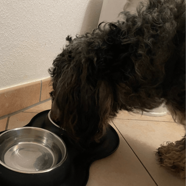 Hund bekommt sein Fressen