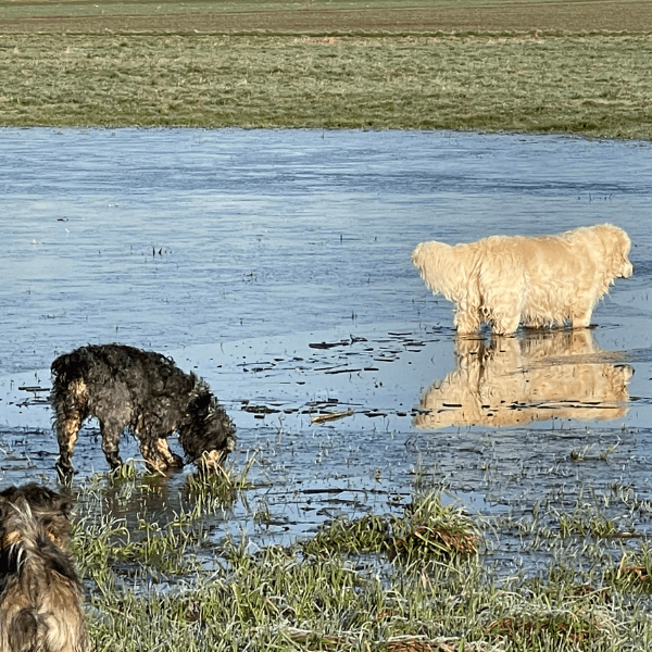 3 Hunde sind auf den wasserüberfluteten Wiesen unterwegs