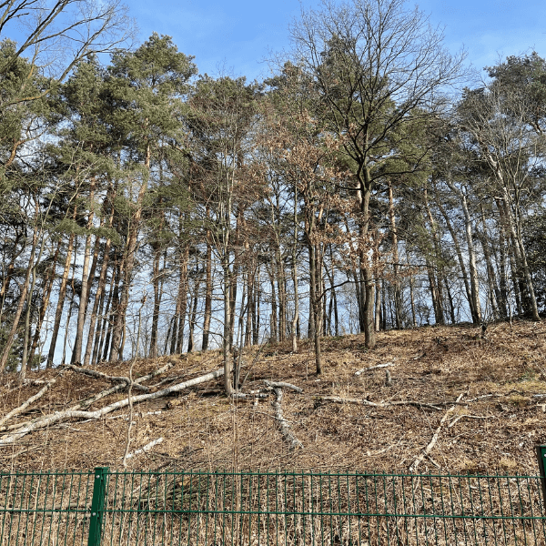 Bild von einer Raststätte auf einen abgeholzten Berg