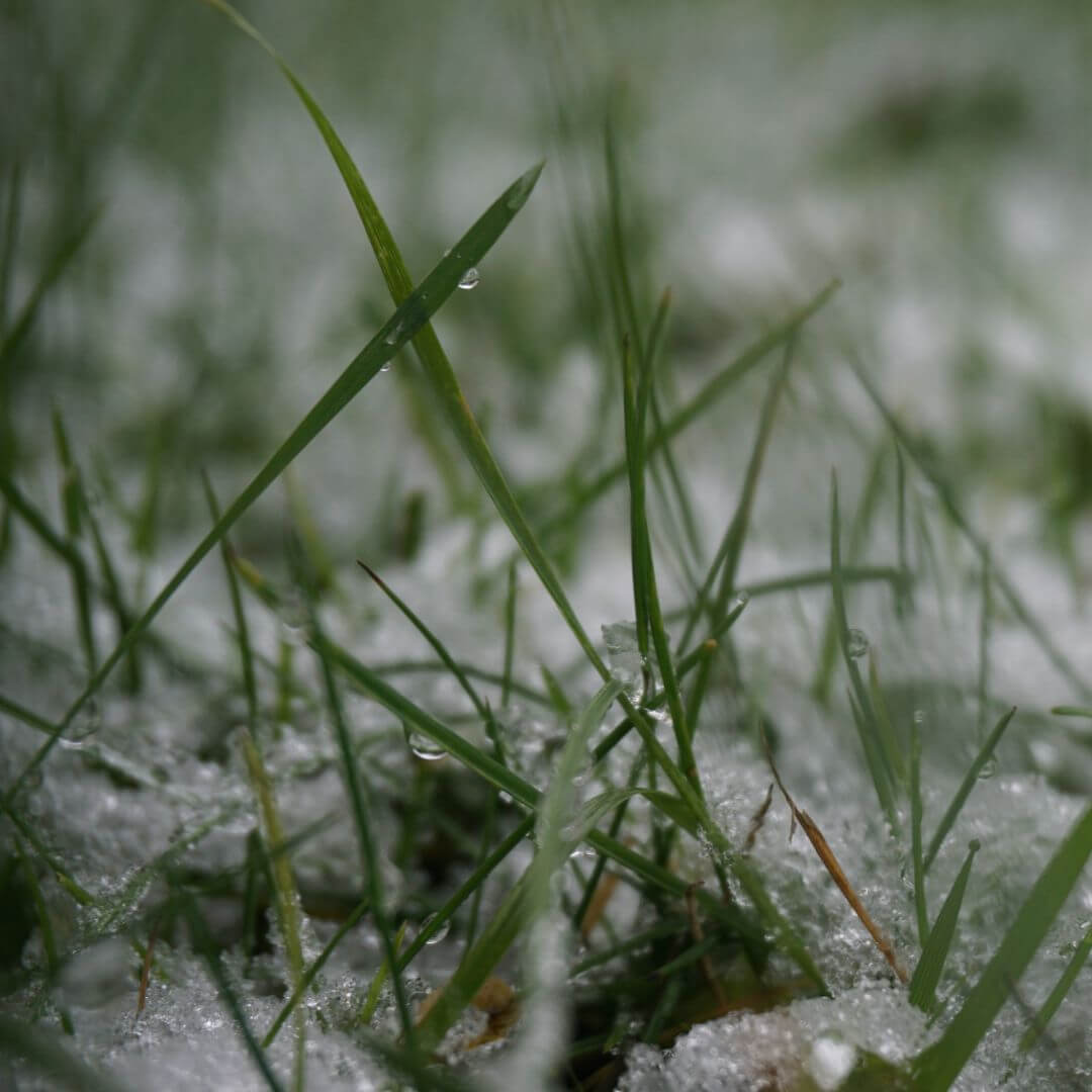 Winter Schnee Gras Rosbach Claudia Kielmann Stark nach Trennung