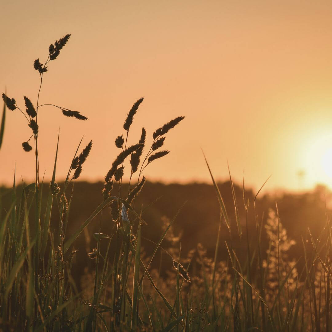Abendstimmung Getreidefeld Sommer Achtsamkeit Claudia Kielmann Stark nach Trennung