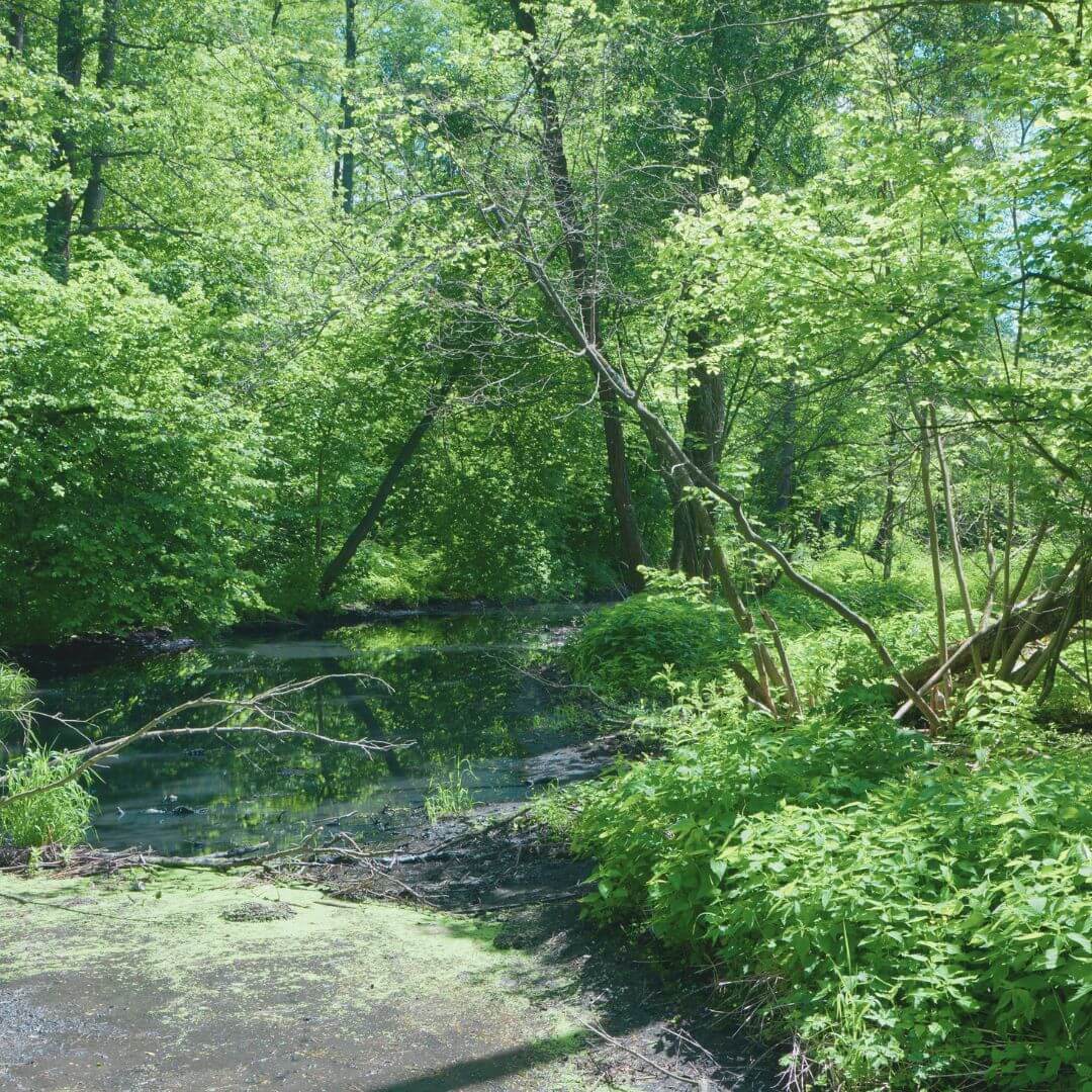 Sommer im Wald Achtsamkeit Claudia Kielmann Stark nach Trennung