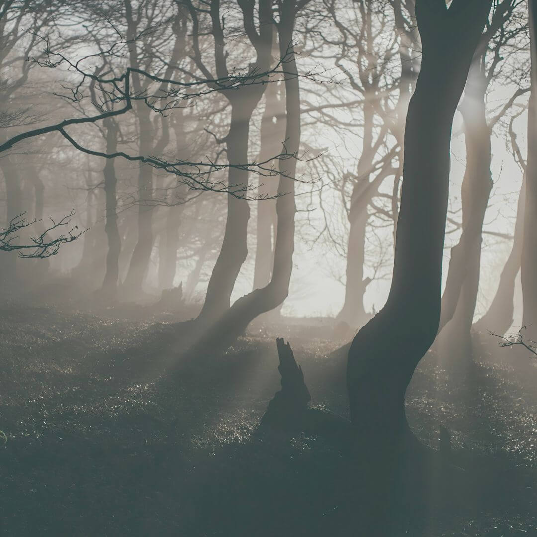 Wald in der Dämmerung Claudia Kielmann Stark nach Trennung